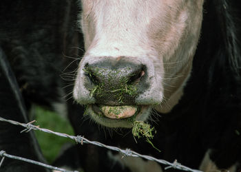 Close-up of cow with septum and eating grass