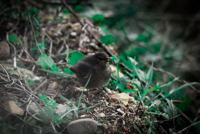 Close-up of a bird perching on a field