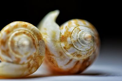 Close-up of snail