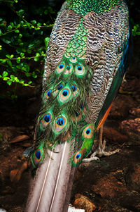 Close-up of peacock