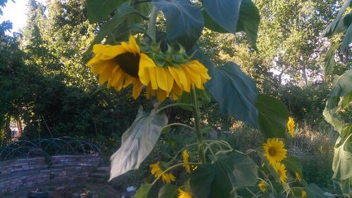 Close-up of yellow flowering plants against trees