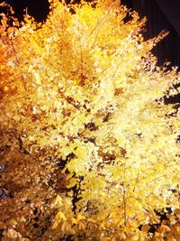 Autumnal leaves on tree trunk