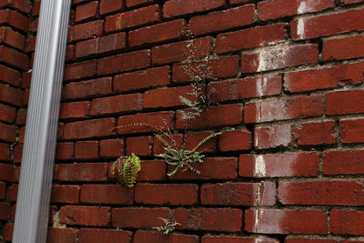Close-up of red brick wall