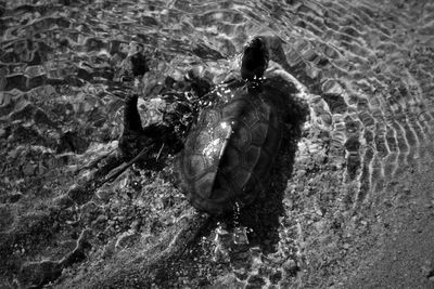 High angle view of turtle on shore