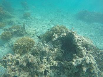 Fish swimming in sea