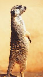 Close-up of lizard on sand against sky