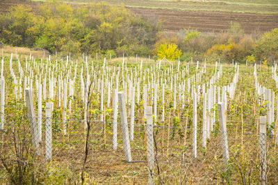 Scenic view of vineyard