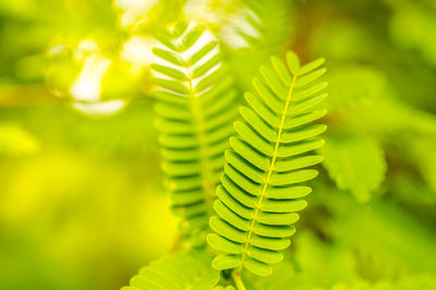 Close-up of fern leaves