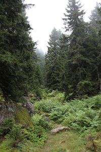 Scenic view of forest against sky