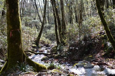 Trees growing in forest