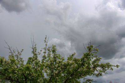 Low angle view of trees against cloudy sky