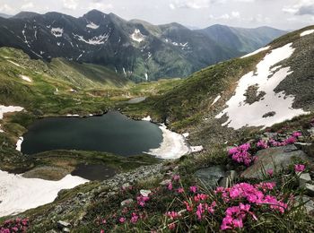 Scenic view of flowering plants by mountains against sky