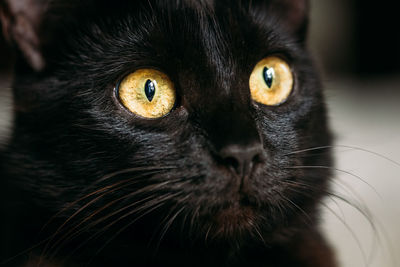 Close-up of cat looking away