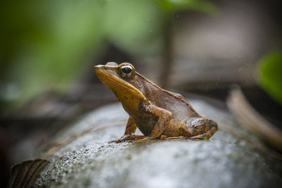 Close-up of frog on rock