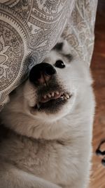 animal themes