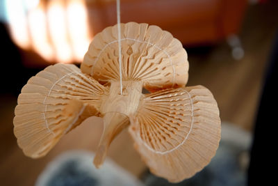 Close-up of a mushrooms