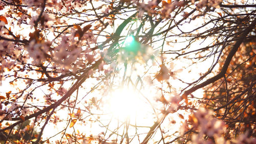 Low angle view of sunlight streaming through tree