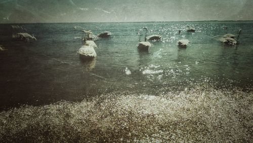 Swans swimming in sea against sky