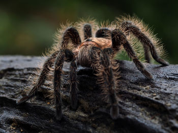 Close-up of spider on wood