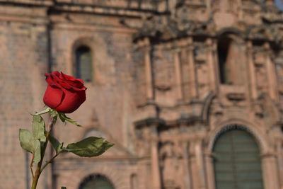 Close-up of red flower blooming outdoors