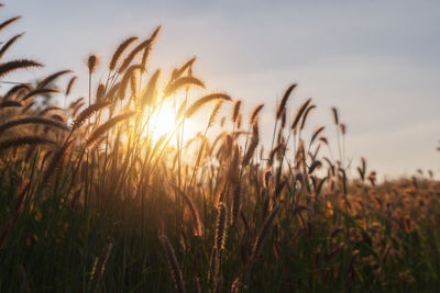 Close-up of stalks in field against sky