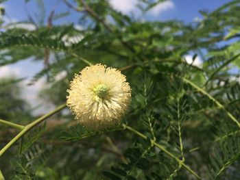 Close-up of yellow flowering plant