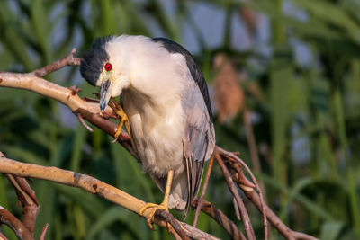 Close-up of black-crowned night heron perching on branch