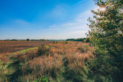 Scenic view of field against sky