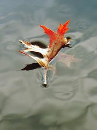 High angle view of leaf floating on lake