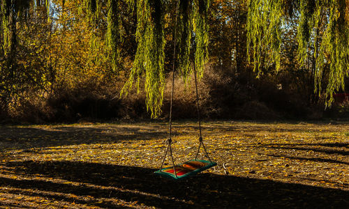 View of swing in forest