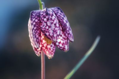 Close-up of purple flowering plant