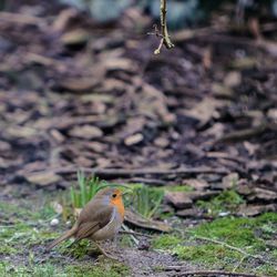 Close-up of bird perching on ground