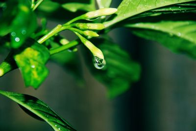 Close-up of raindrops on leaf