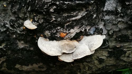 Close-up of mushrooms growing on tree trunk