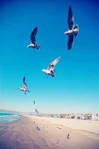 Seagull flying over sea