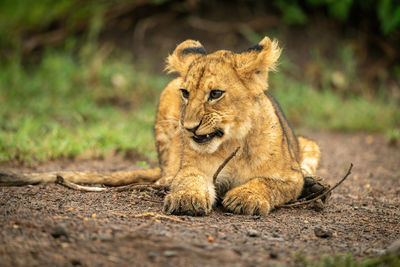 Close-up of lion cub lying holding branch