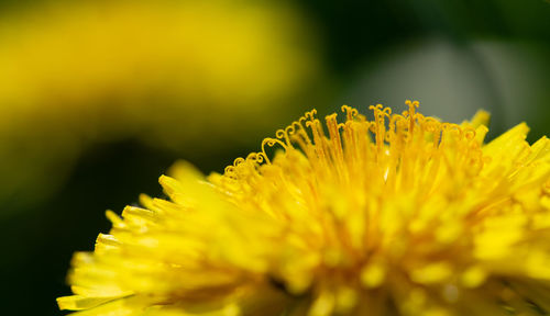 Close-up of yellow flowering plant