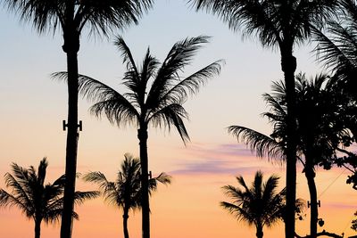 Low angle view of palm trees against sky