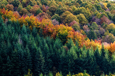 Pine trees in forest during autumn
