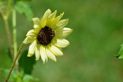 Close-up of bees on yellow flower