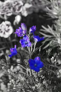 Close-up of purple flowering plants