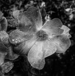 Close-up of pink flower blooming outdoors