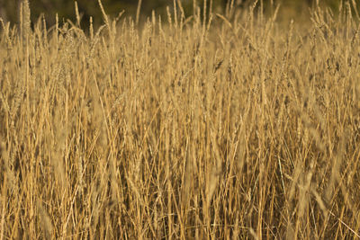 Full frame shot of wheat field