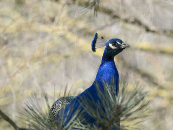 Close-up of a peacock