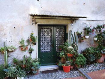 Potted plants outside house