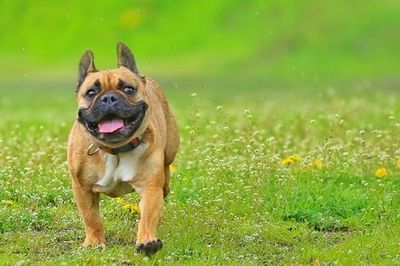 Portrait of dog on grassy field