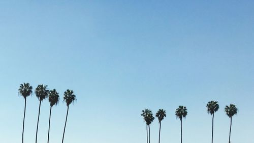 Low angle view of palm trees against clear blue sky