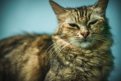 Close-up of a cat looking away