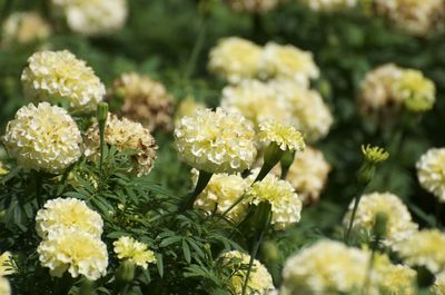 Close-up of yellow flowering plants in park