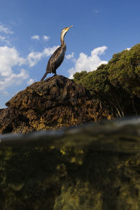 Low angle view of bird perching on rock